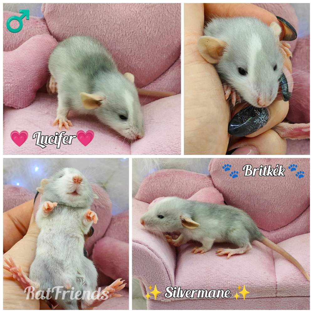 Fancy rat Owned by other Rattus norvegicus 