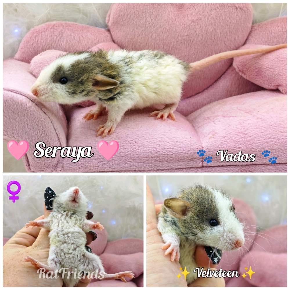 Fancy rat Rehomed Rattus norvegicus 