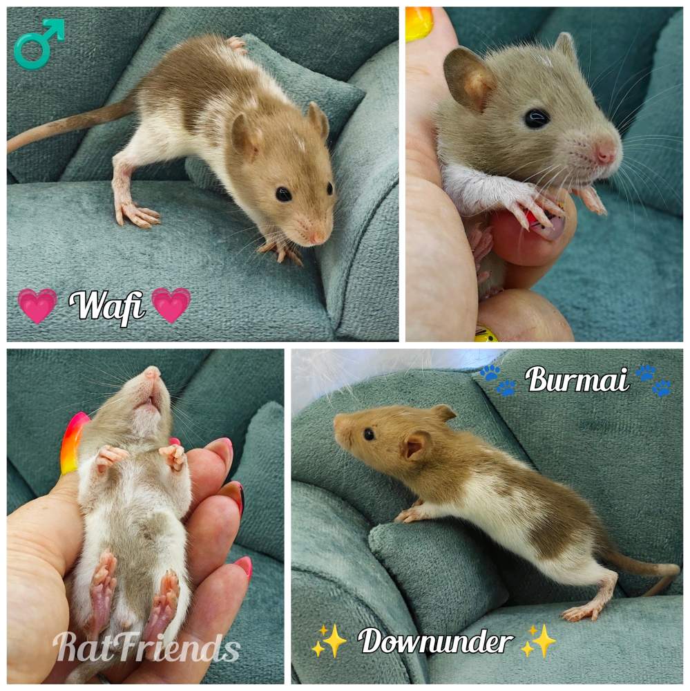 Fancy rat Available for rehoming Rattus norvegicus 
