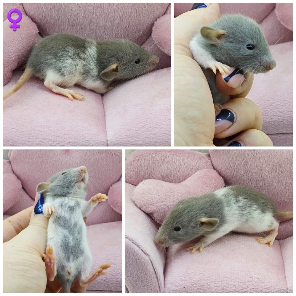 Fancy rat Breeder Rattus norvegicus 