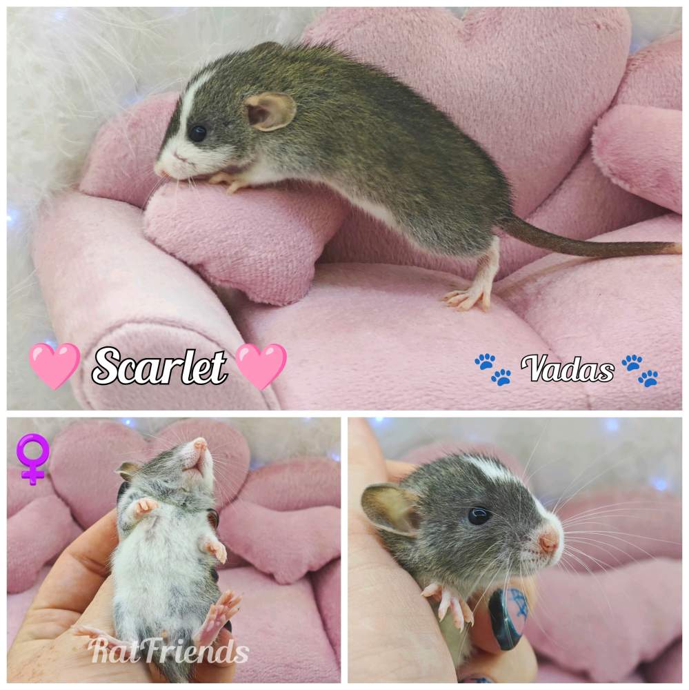 Fancy rat Available for rehoming Rattus norvegicus 