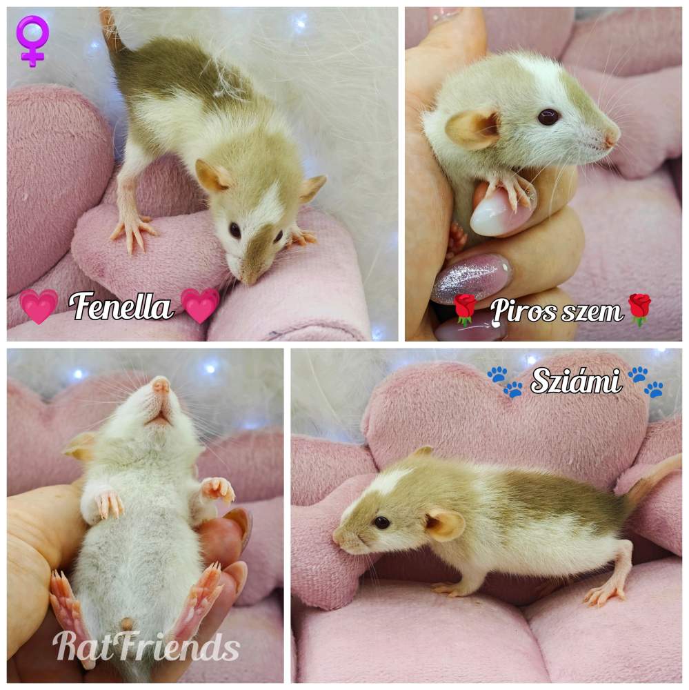 Fancy rat Owned by other Rattus norvegicus 