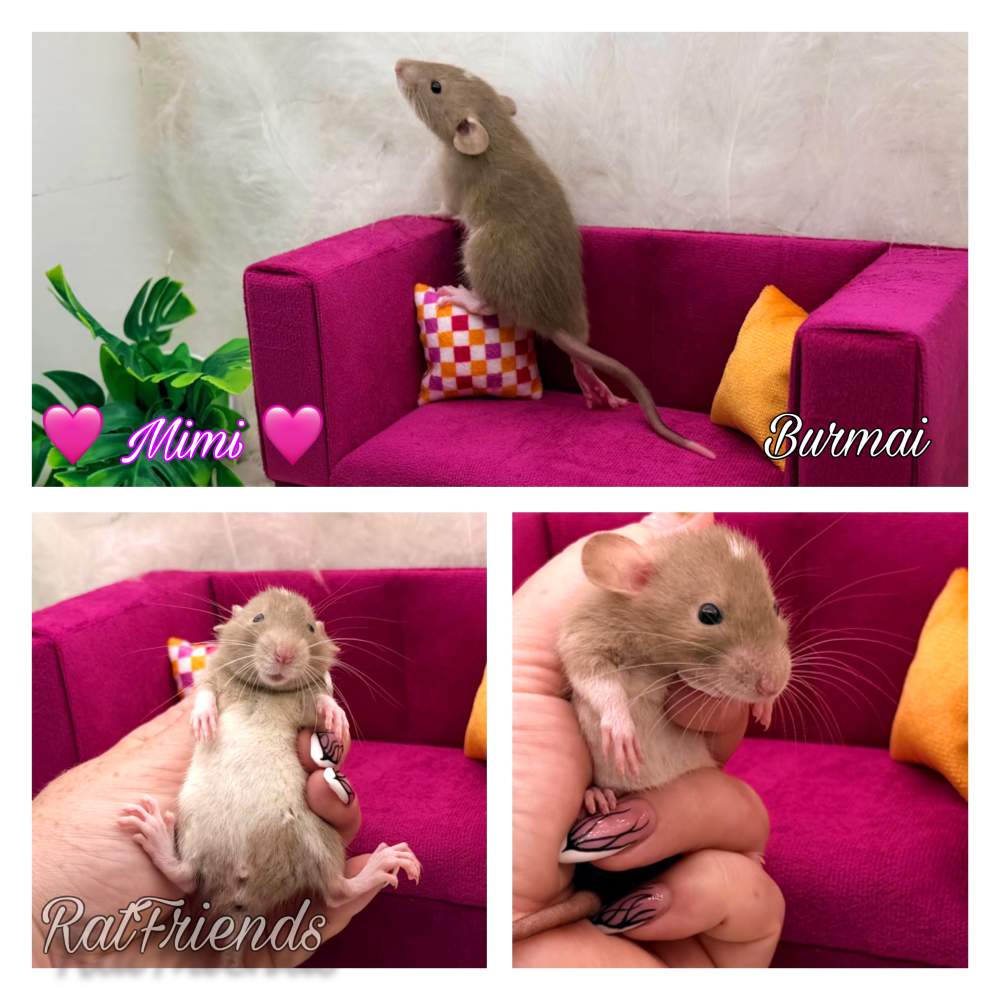 Fancy rat Available for rehoming Rattus norvegicus 