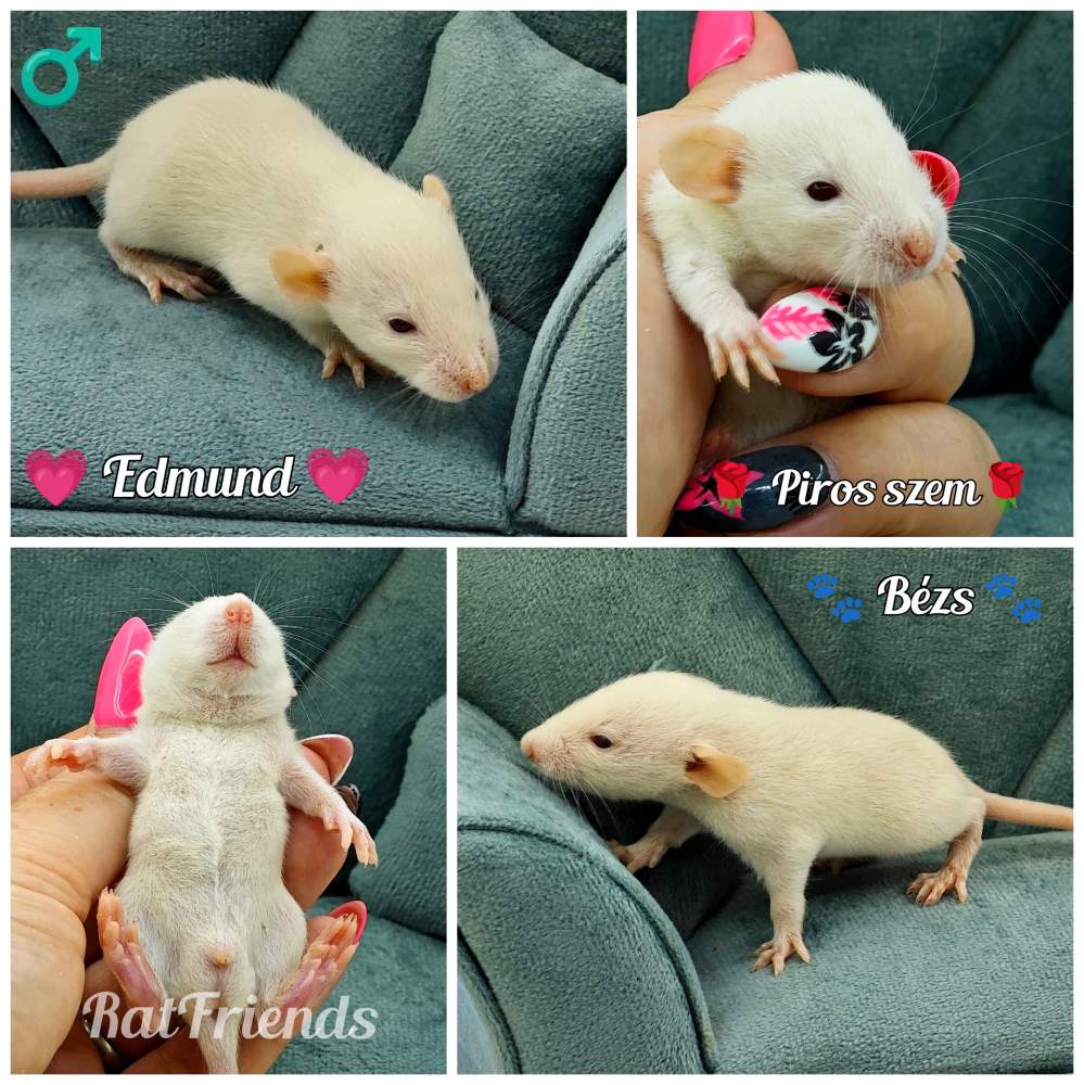 Fancy rat Rehomed Rattus norvegicus 