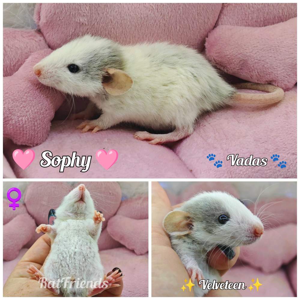 Fancy rat Available for rehoming Rattus norvegicus 