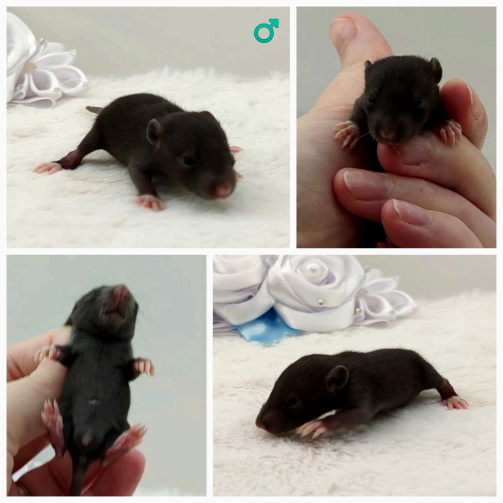 Fancy rat Breeder Rattus norvegicus 