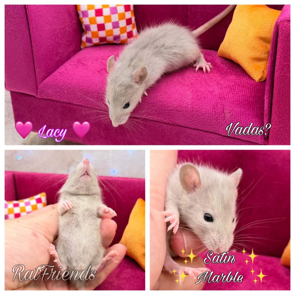Fancy rat Breeder Rattus norvegicus 