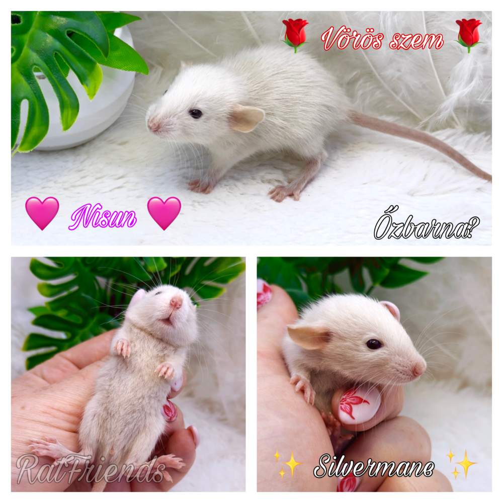 Fancy rat Breeder Rattus norvegicus 