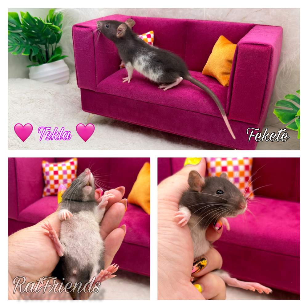 Fancy rat Available for rehoming Rattus norvegicus 