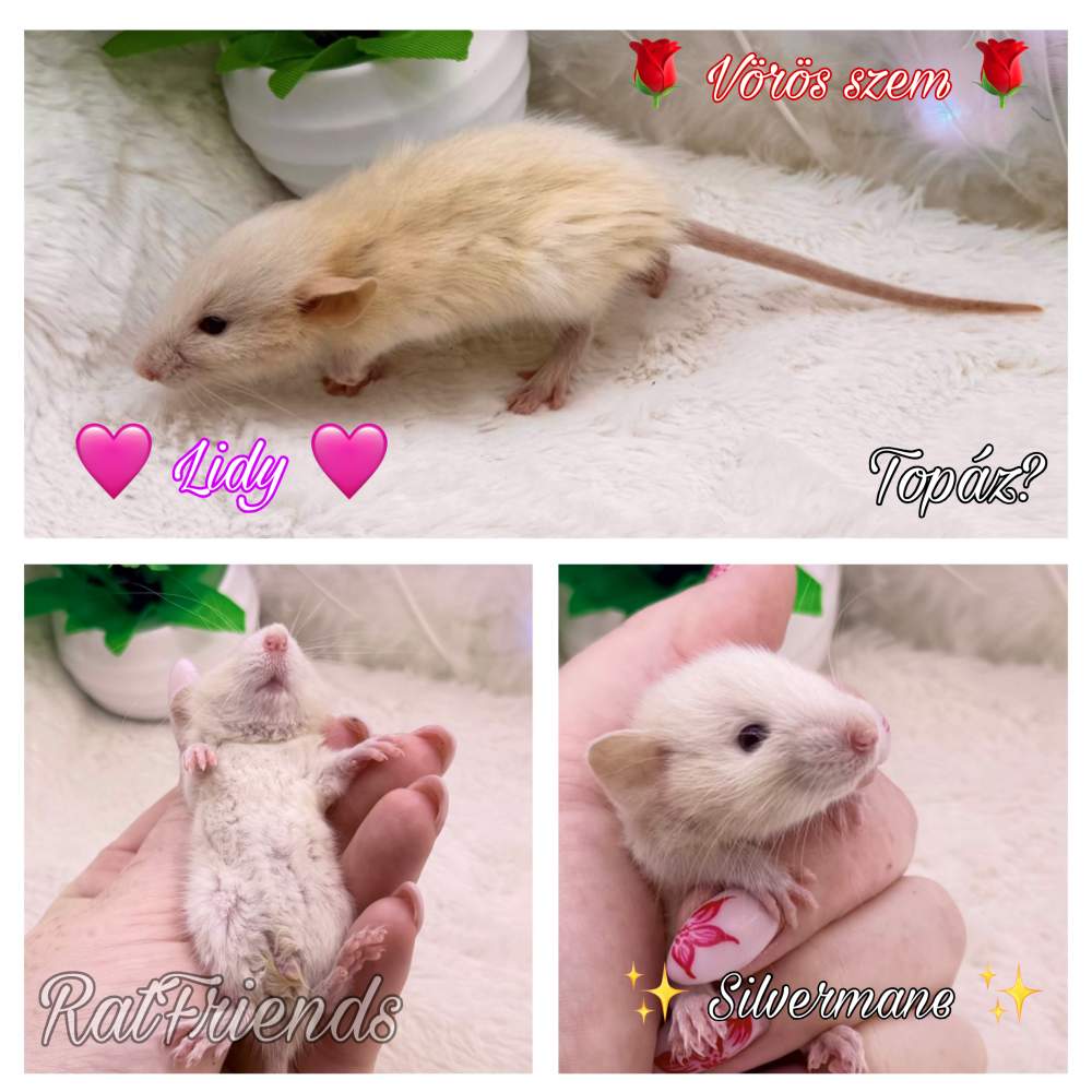 Fancy rat Breeder Rattus norvegicus 