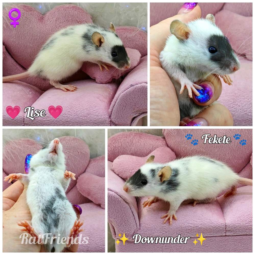 Fancy rat Breeder Rattus norvegicus 