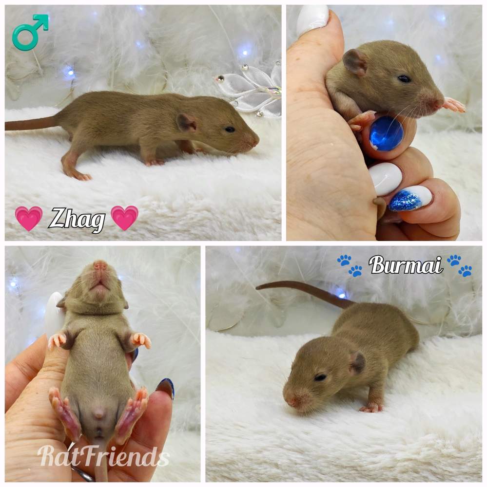 Fancy rat Owned by other Rattus norvegicus 