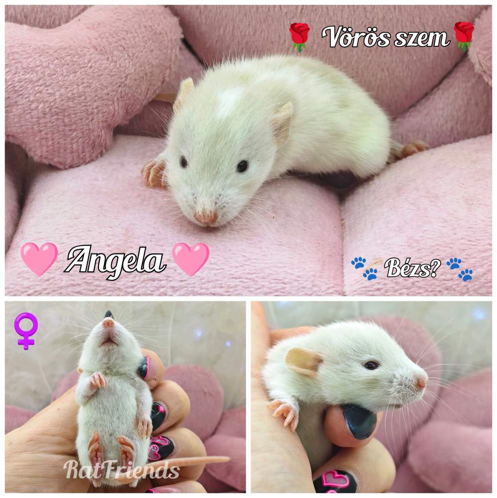 Fancy rat Available for rehoming Rattus norvegicus 