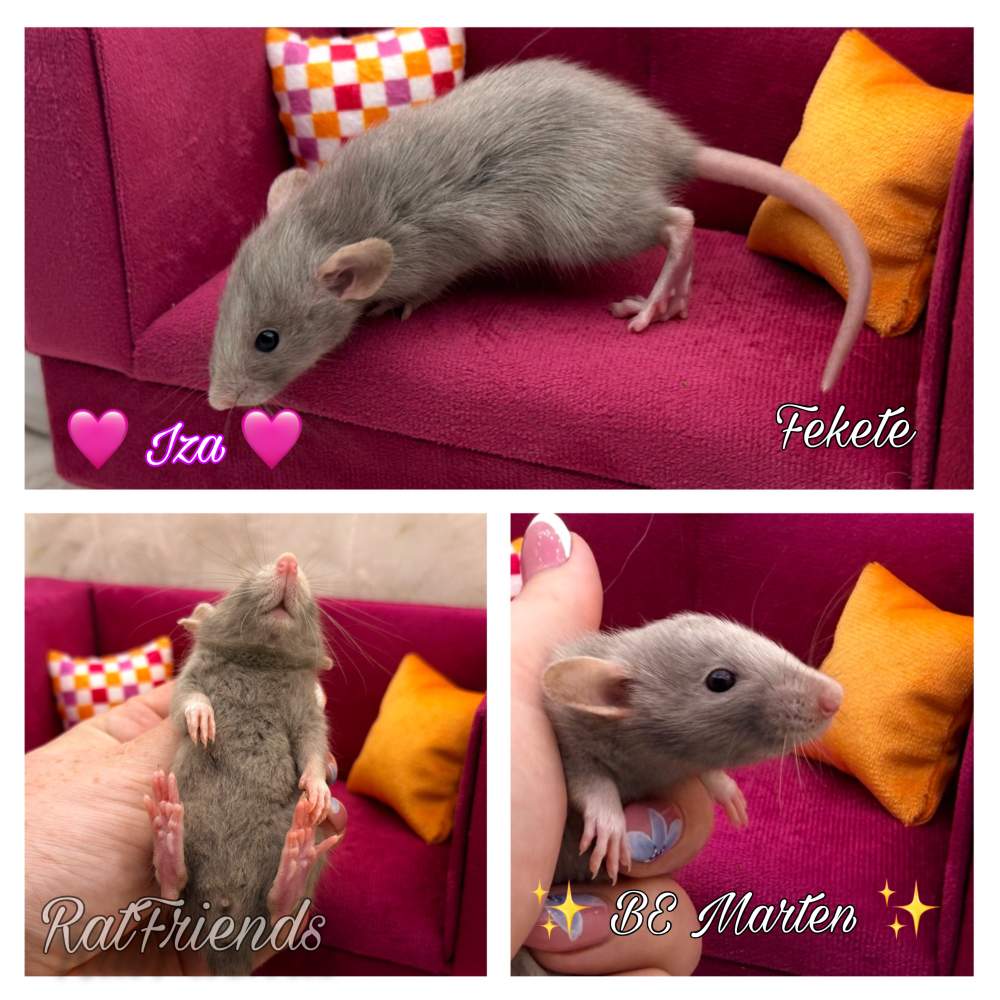 Fancy rat Available for rehoming Rattus norvegicus 