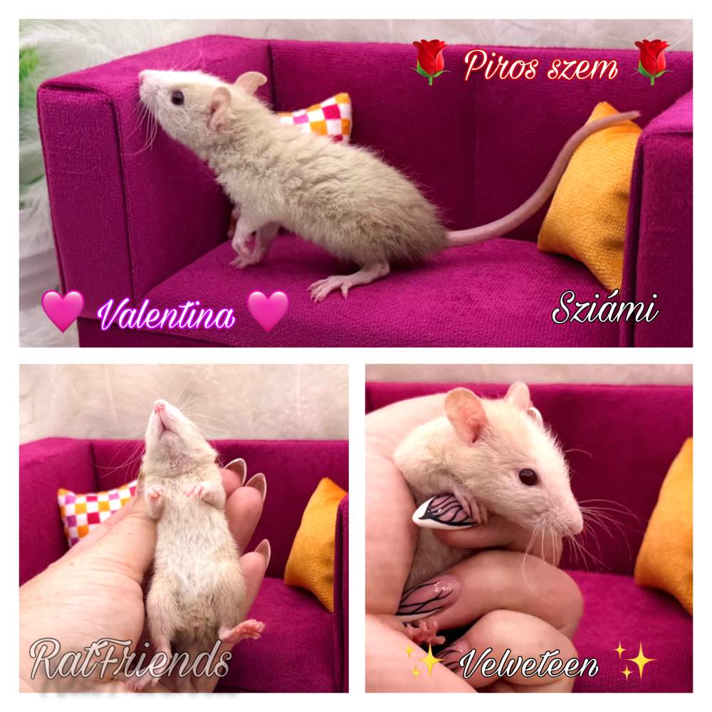 Fancy rat Breeder Rattus norvegicus 