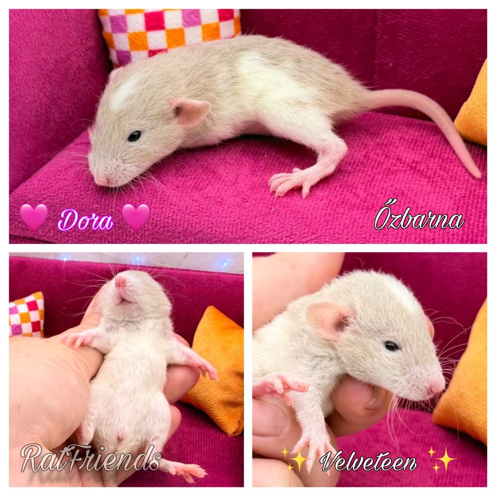Fancy rat Available for rehoming Rattus norvegicus 