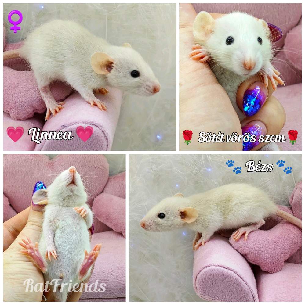 Fancy rat Breeder Rattus norvegicus 