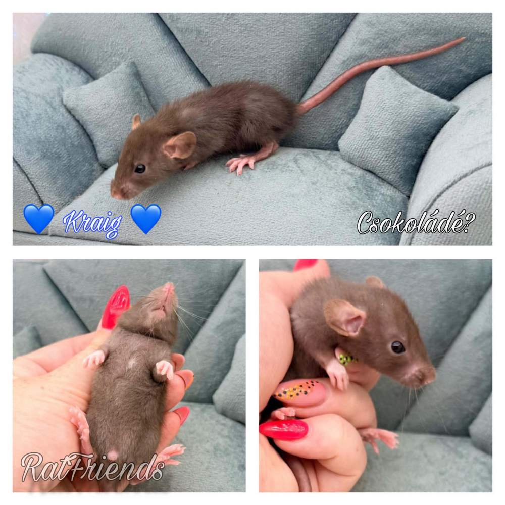 Fancy rat Available for rehoming Rattus norvegicus 