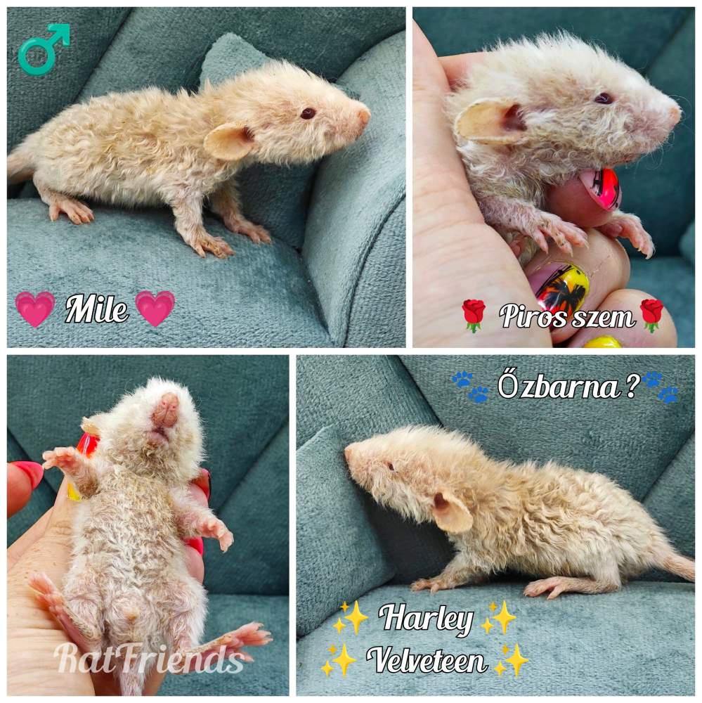 Fancy rat Breeder Rattus norvegicus 