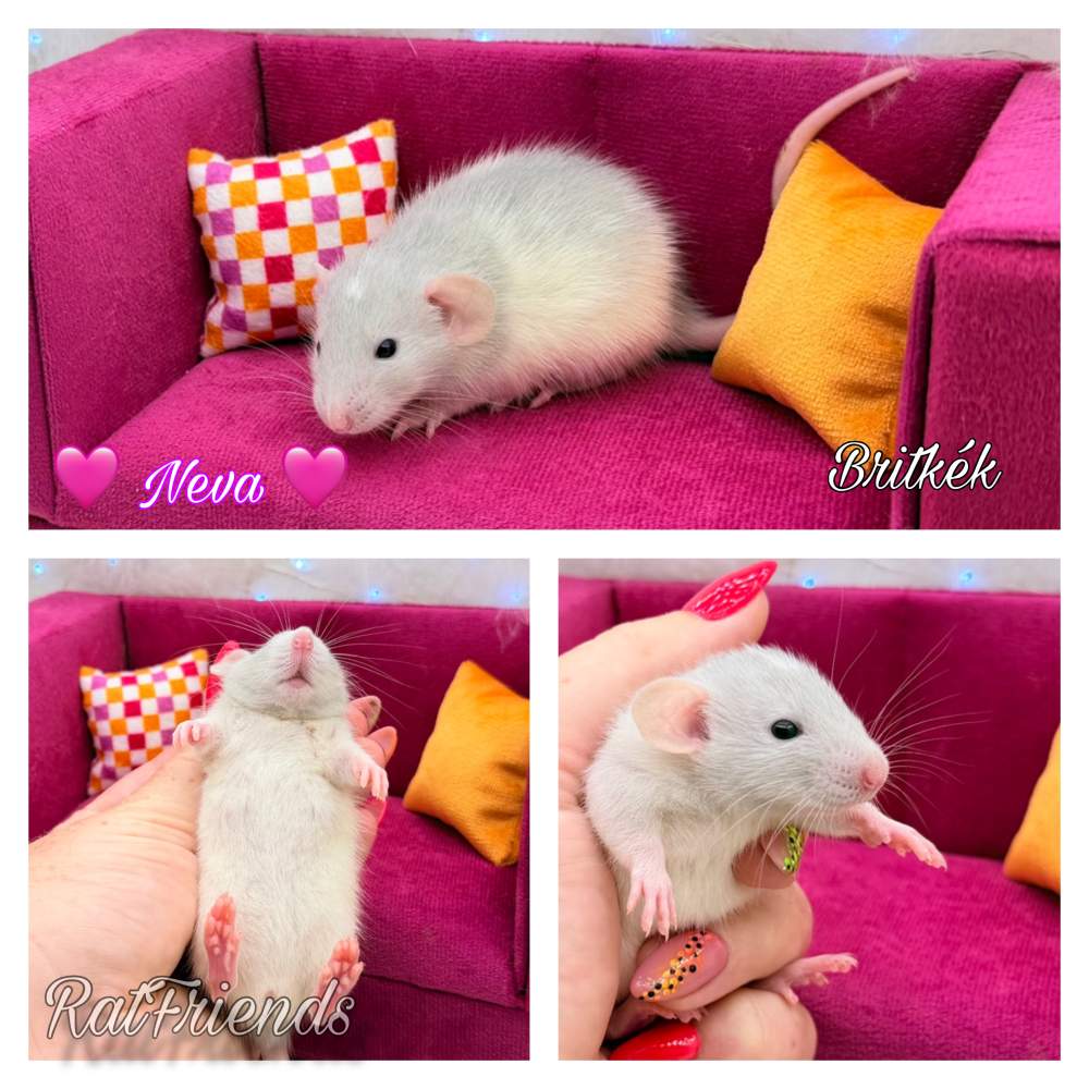 Fancy rat Breeder Rattus norvegicus 