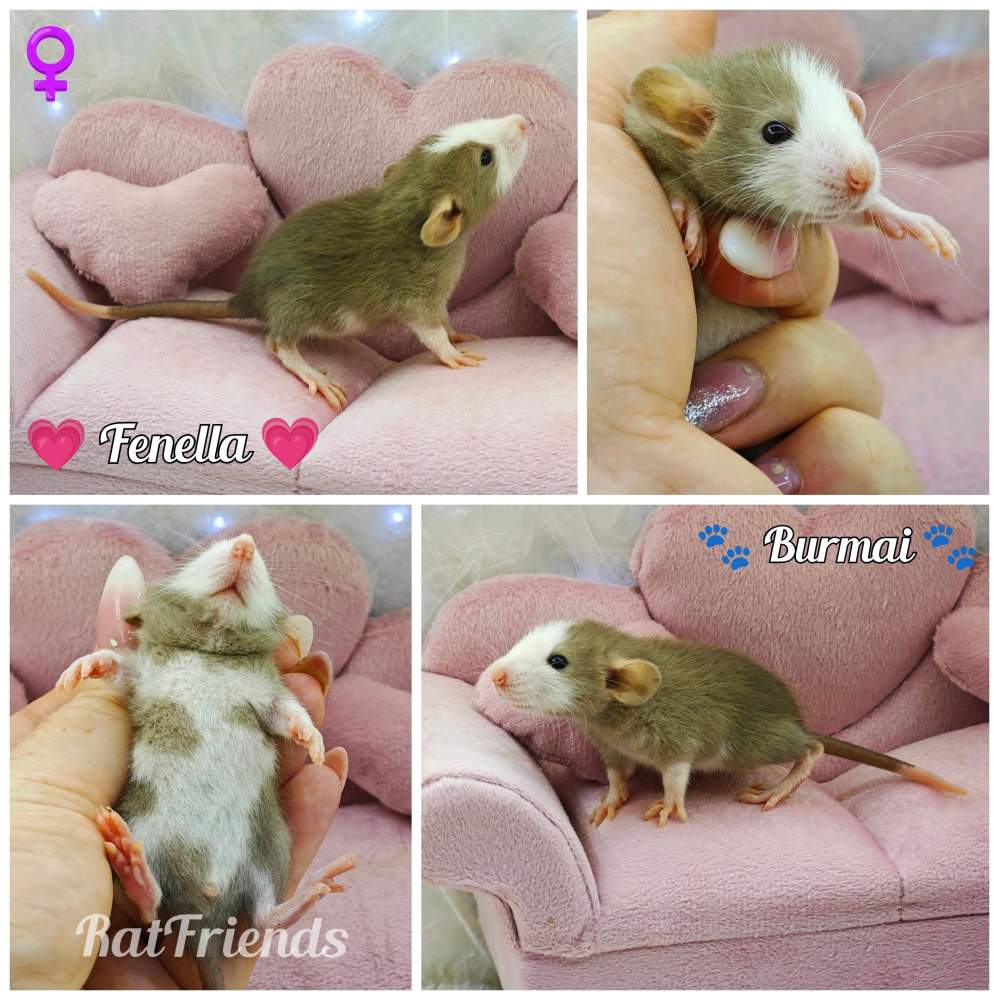 Fancy rat Owned by other Rattus norvegicus 