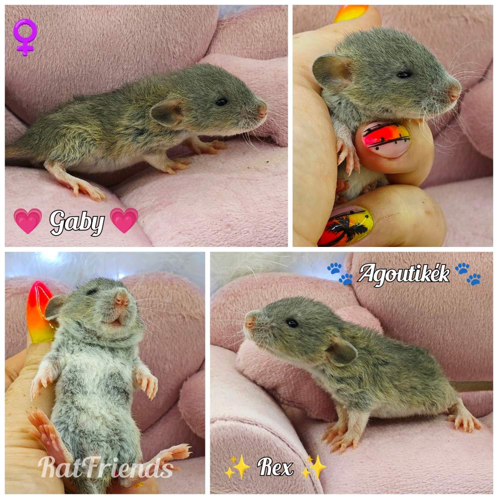 Fancy rat Available for rehoming Rattus norvegicus 