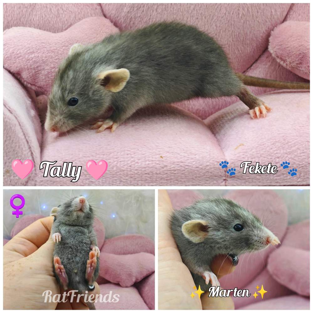 Fancy rat Rehomed Rattus norvegicus 