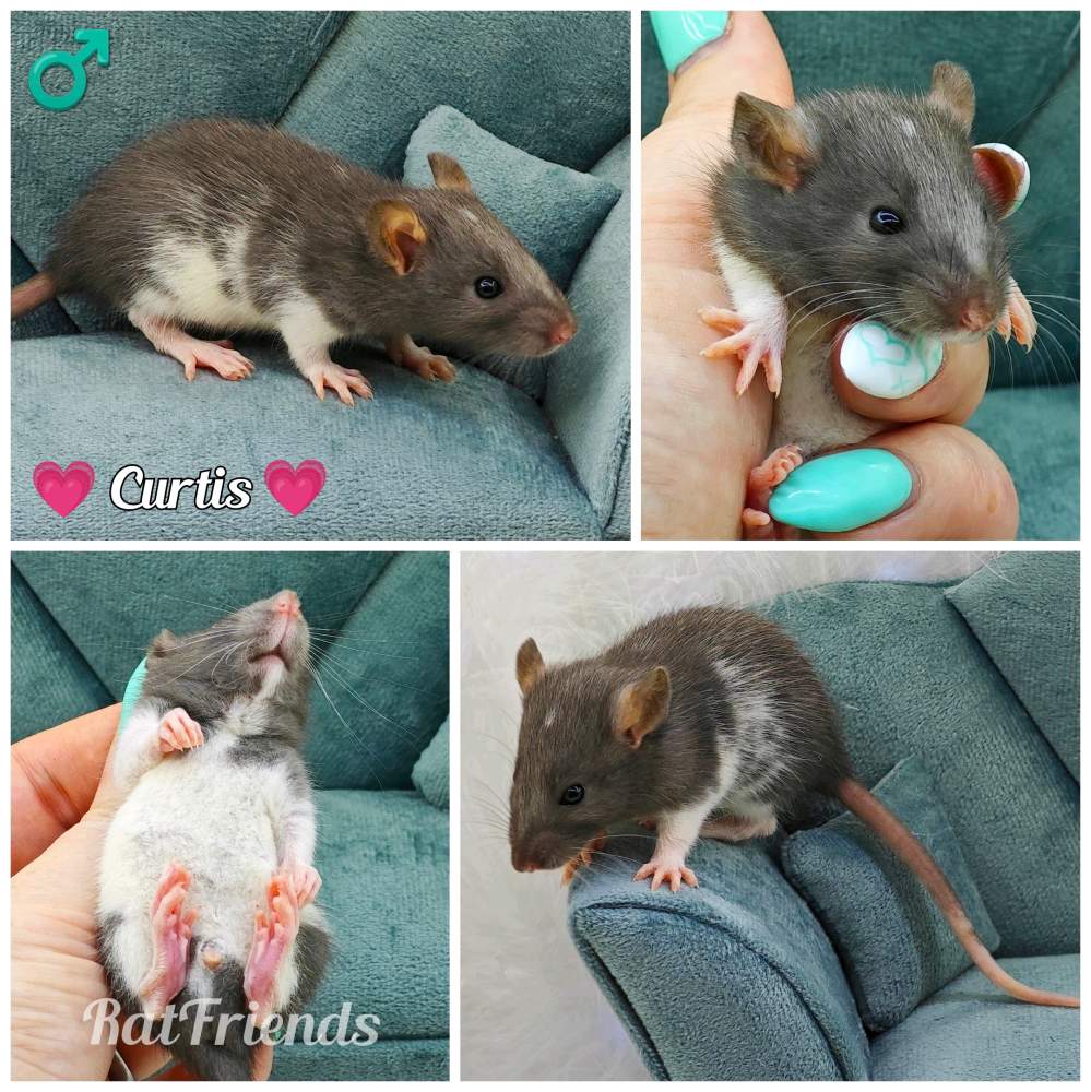 Fancy rat Owned by other Rattus norvegicus 