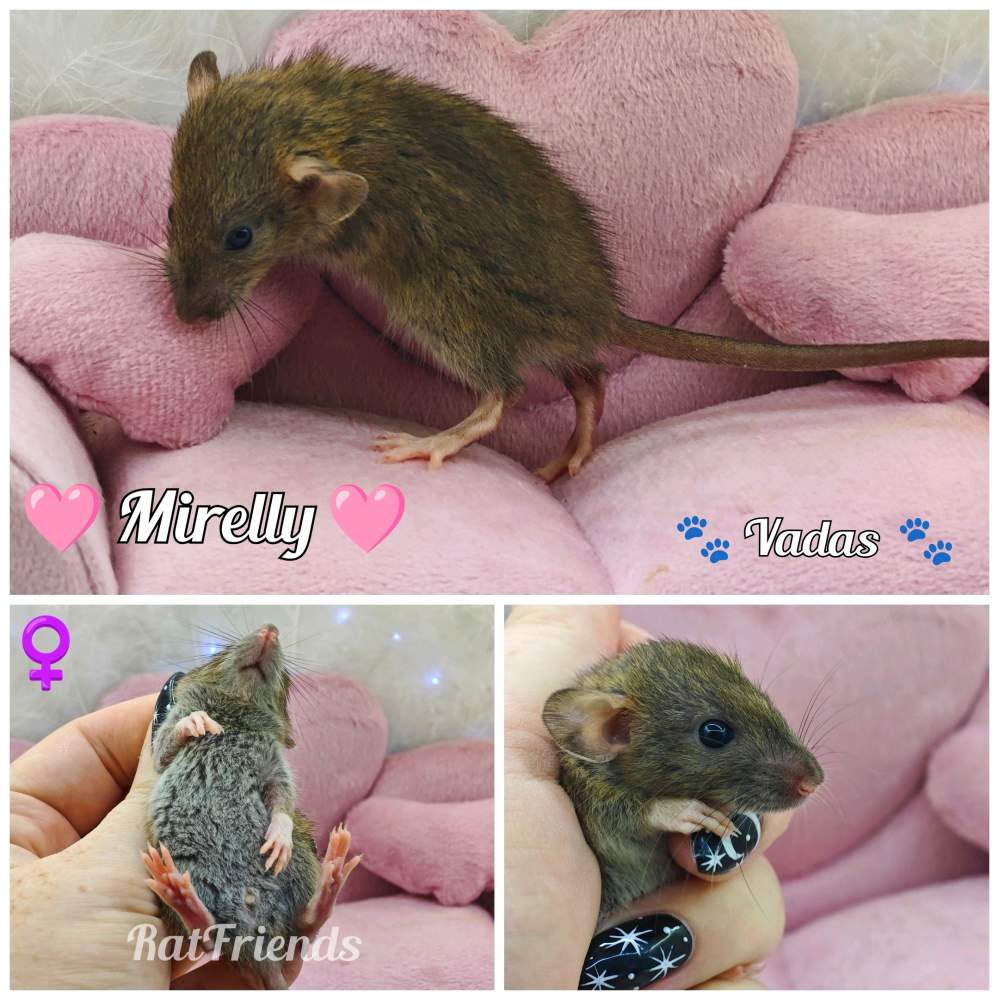 Fancy rat Available for rehoming Rattus norvegicus 