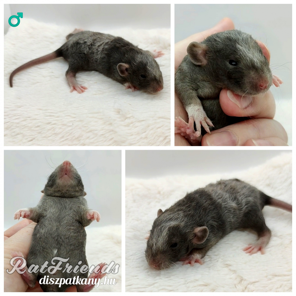 Fancy rat Retired Rattus norvegicus 