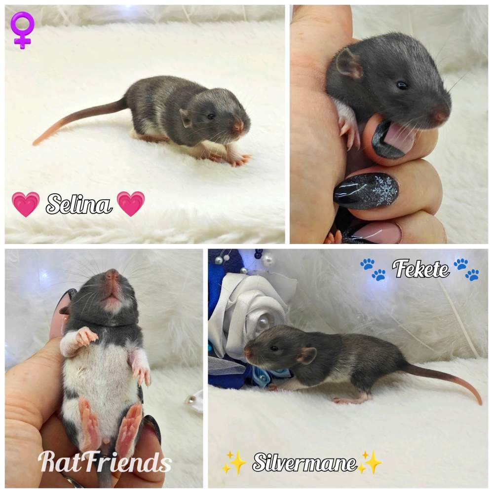 Fancy rat Owned by other Rattus norvegicus 