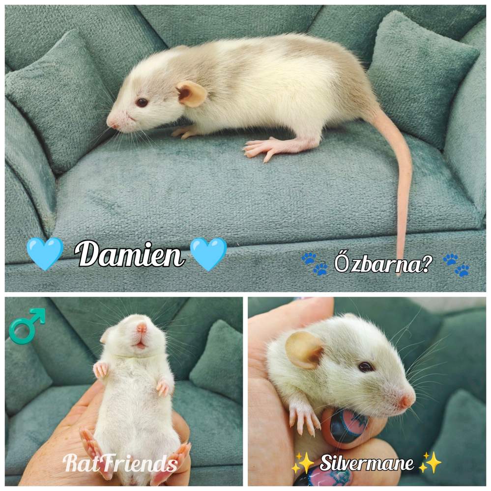 Fancy rat Breeder Rattus norvegicus 