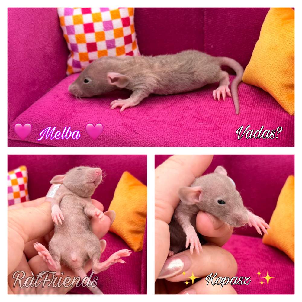 Fancy rat Available for rehoming Rattus norvegicus 