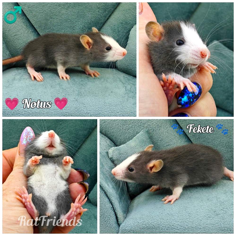 Fancy rat Owned by other Rattus norvegicus 