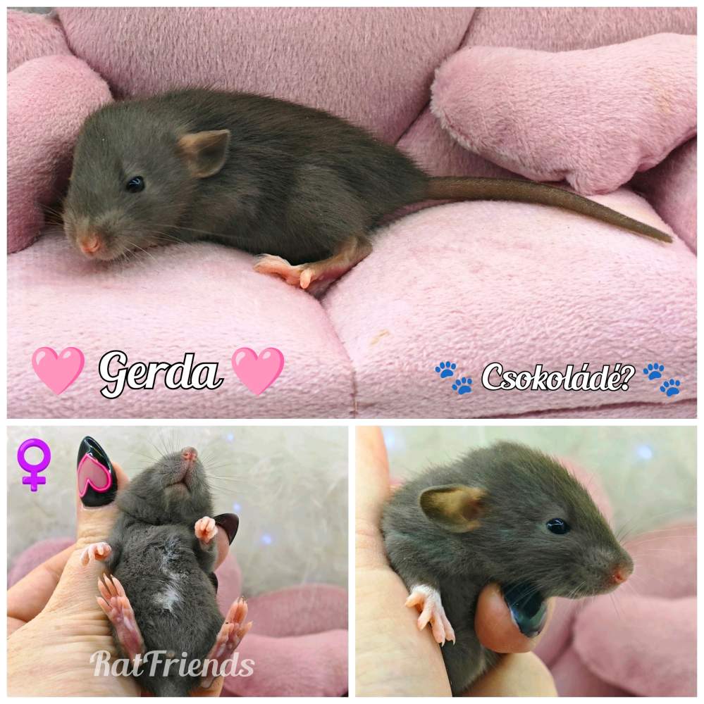 Fancy rat Owned by other Rattus norvegicus 