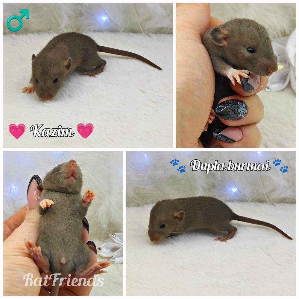 Fancy rat Owned by other Rattus norvegicus 