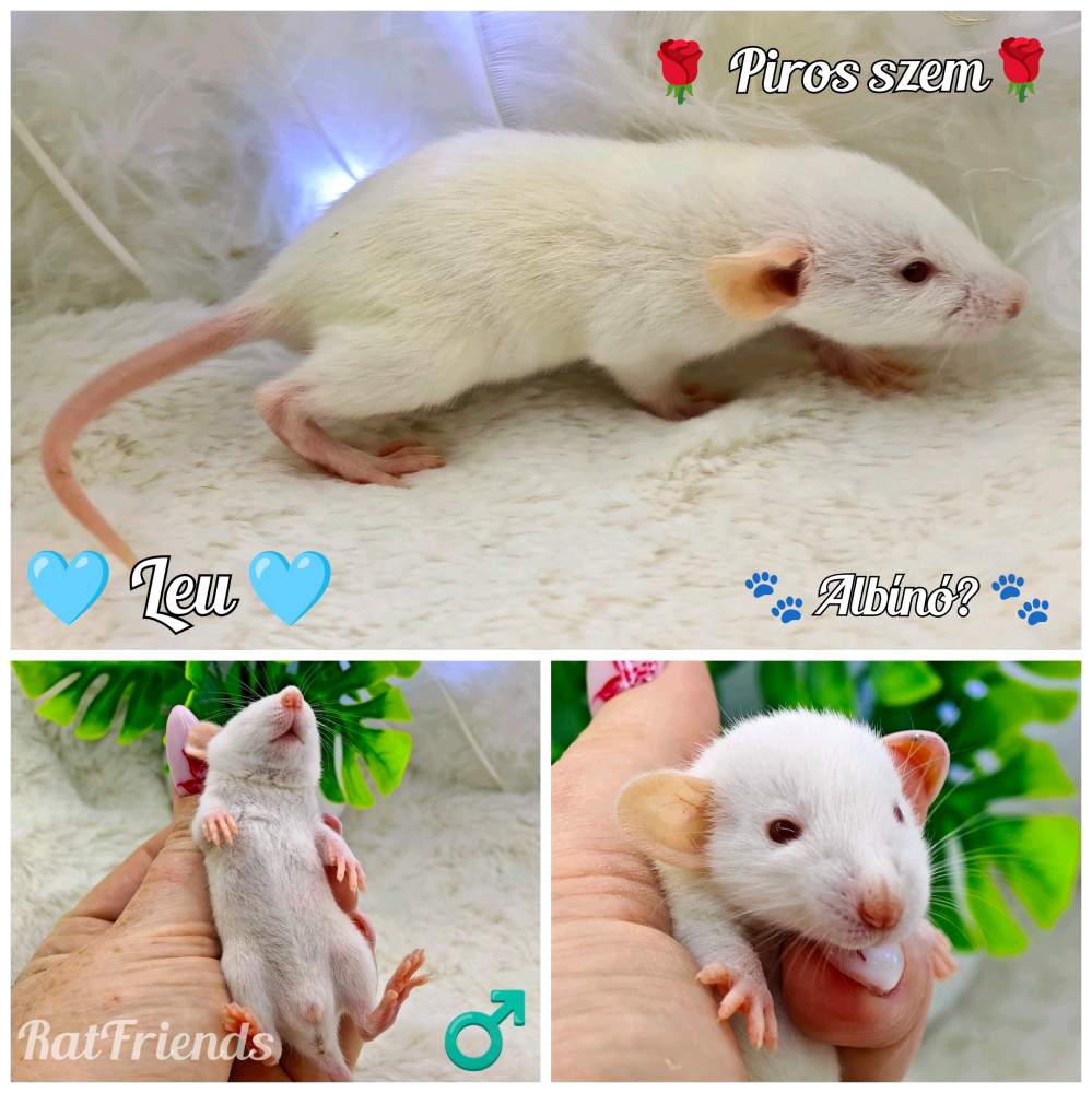 Fancy rat Available for rehoming Rattus norvegicus 