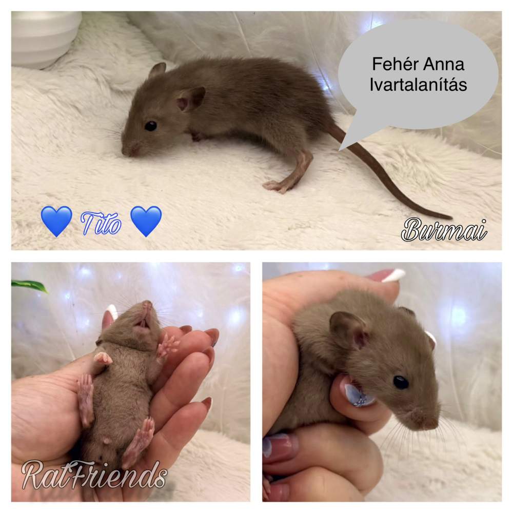 Fancy rat Rehomed Rattus norvegicus 