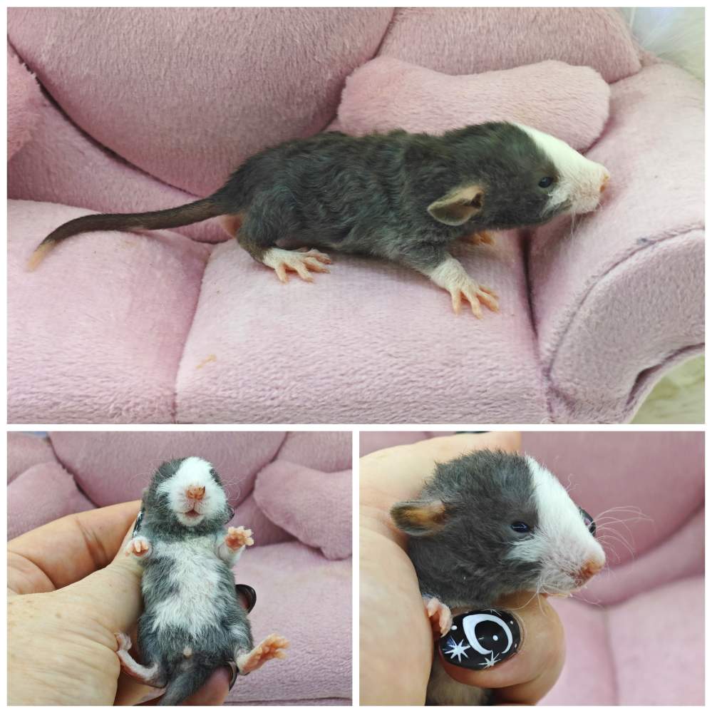 Fancy rat Breeder Rattus norvegicus 