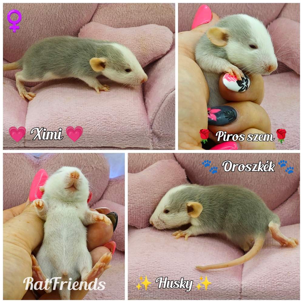 Fancy rat Owned by other Rattus norvegicus 