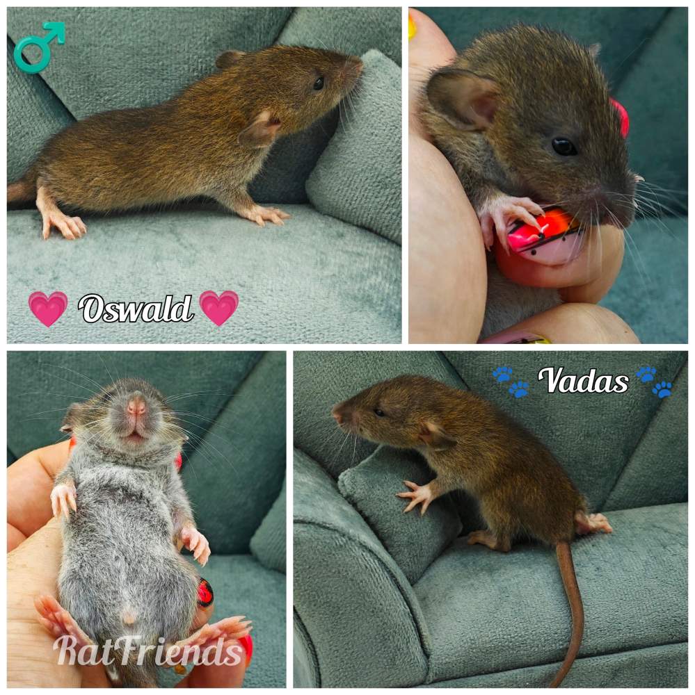 Fancy rat Available for rehoming Rattus norvegicus 