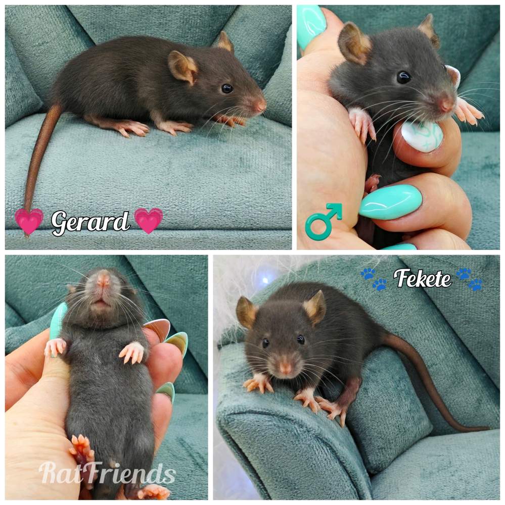 Fancy rat Owned by other Rattus norvegicus 