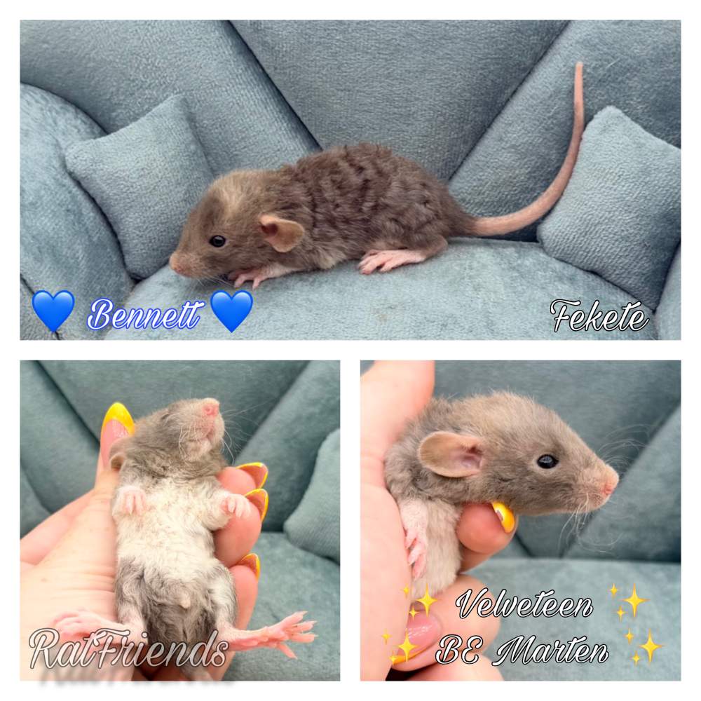 Fancy rat Available for rehoming Rattus norvegicus 