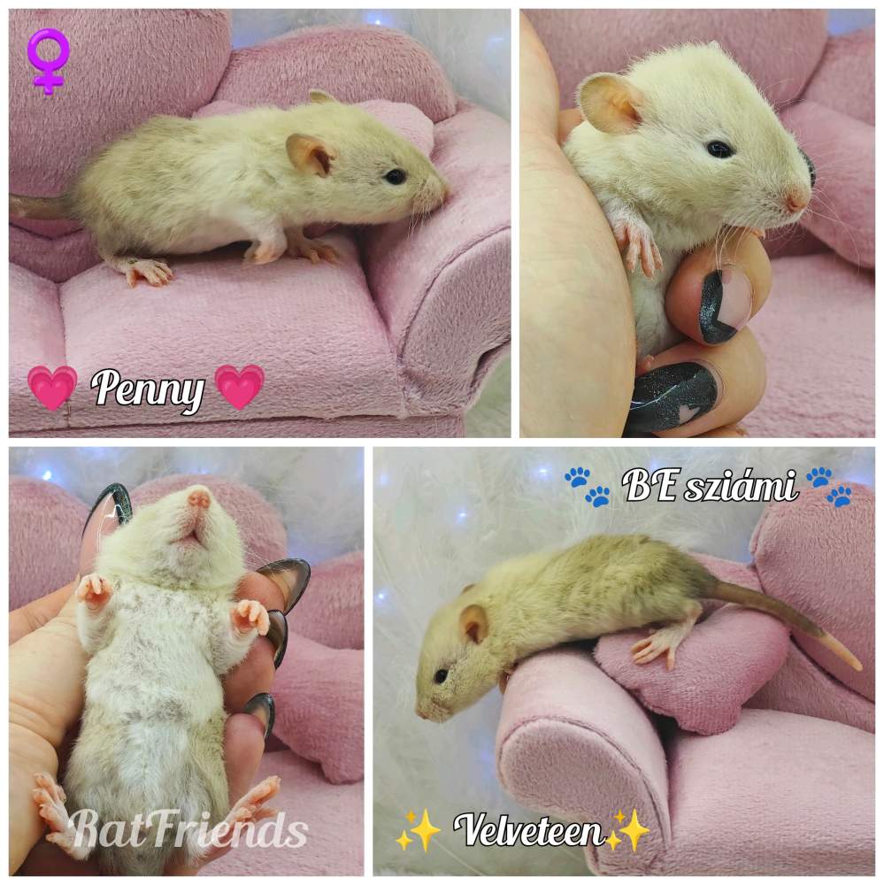Fancy rat Owned by other Rattus norvegicus 