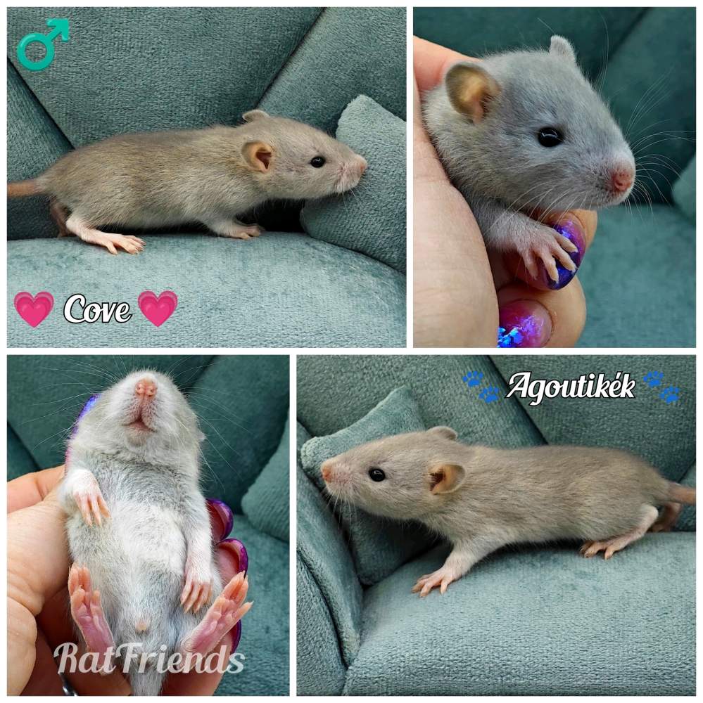 Fancy rat Owned by other Rattus norvegicus 