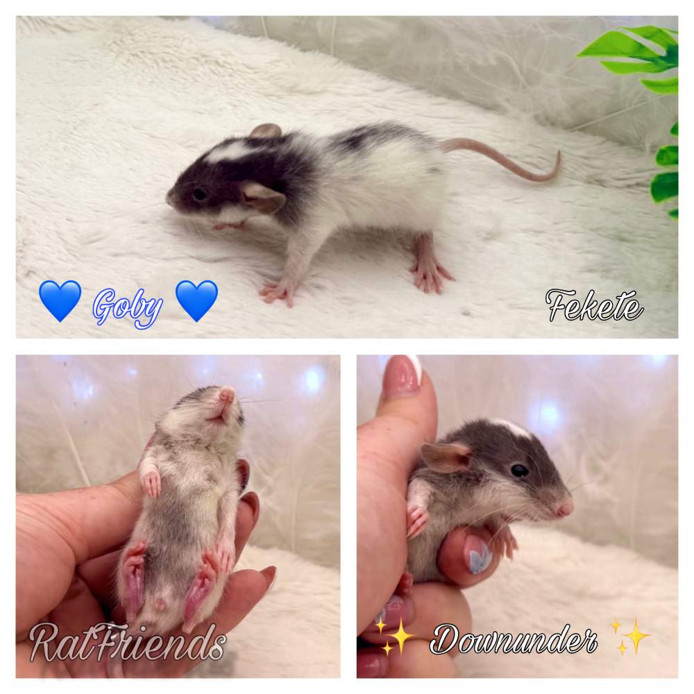 Fancy rat Available for rehoming Rattus norvegicus 