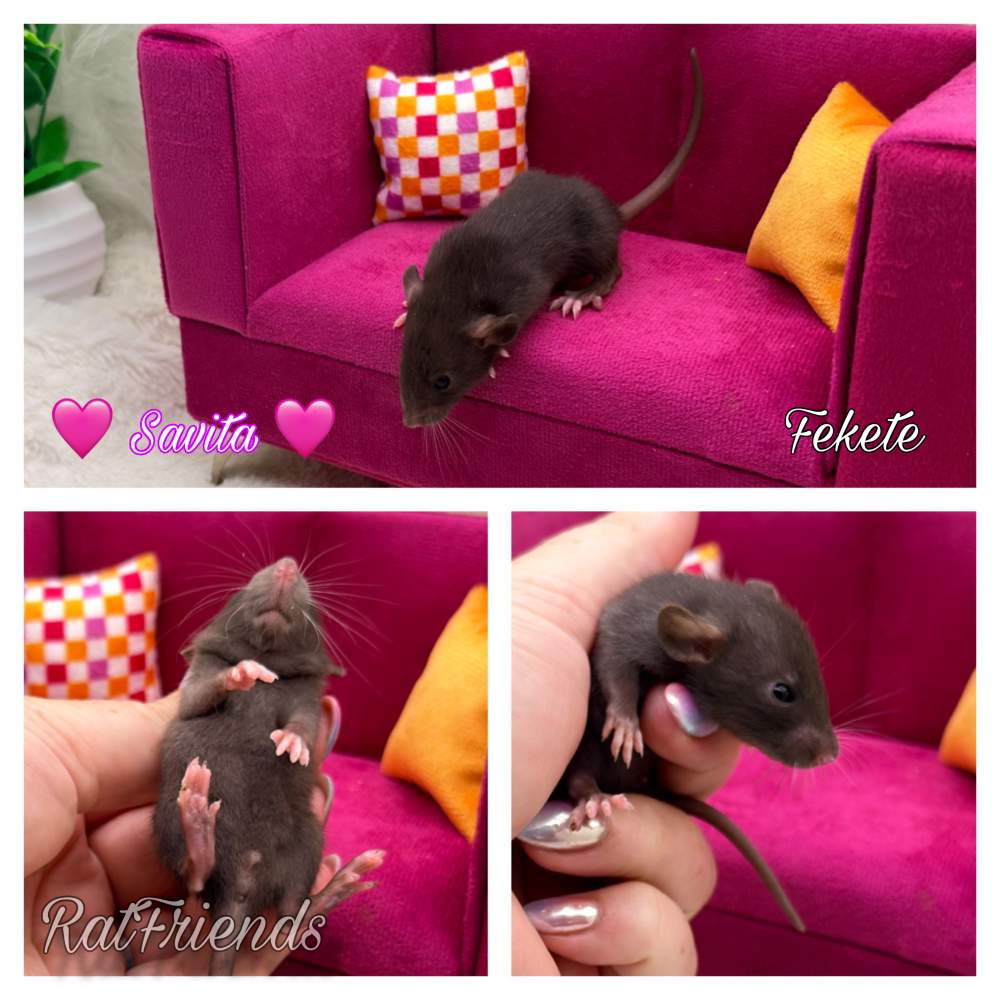 Fancy rat Available for rehoming Rattus norvegicus 