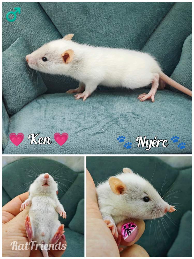 Fancy rat Available for rehoming Rattus norvegicus 