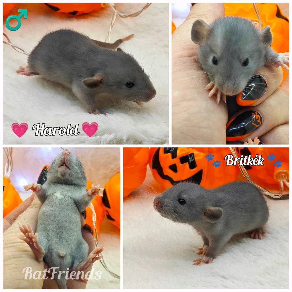 Fancy rat Owned by other Rattus norvegicus 