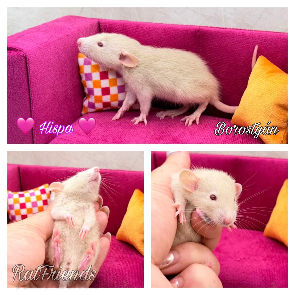 Fancy rat Available for rehoming Rattus norvegicus 